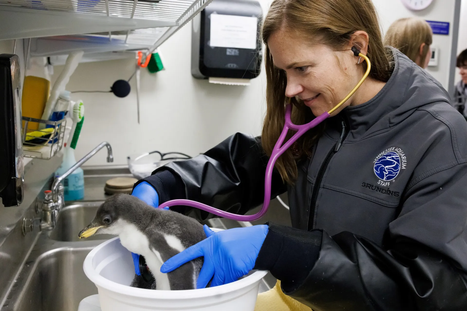 Tennessee Aquarium Conservation Veterinarian Dr. Leah Owens conducts a routine examination of a 19-day-old Gentoo Penguin chick. After hatching, chicks are carefully monitored by Aquarium veterinarians and care staff, including tri-weekly medical checkups.