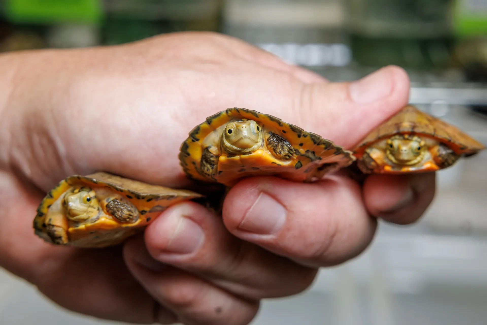 Hatching bonanza adds 7 adorable baby turtles from 5 species to Tennessee Aquarium