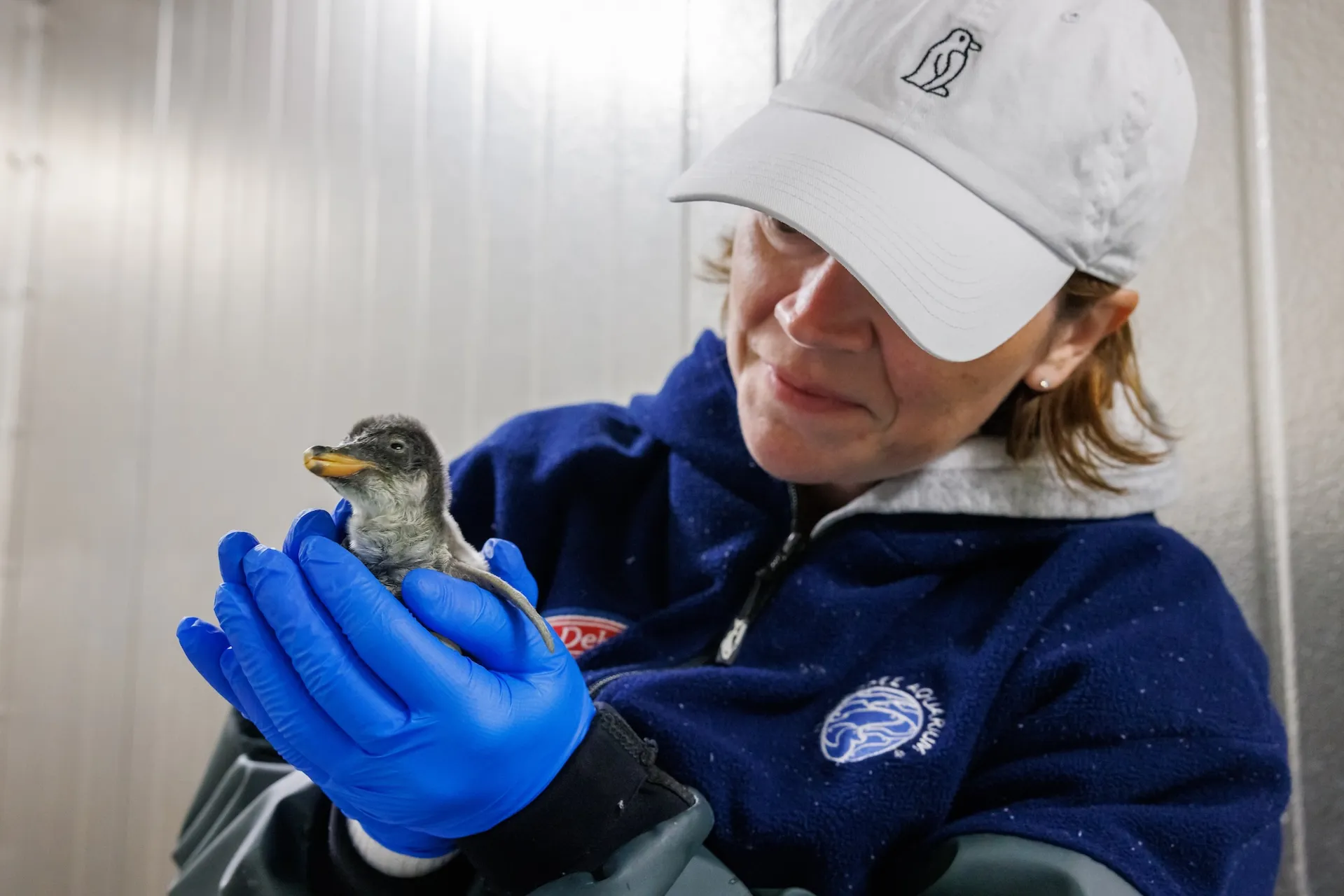 Tennessee Aquarium penguin colony grows with a &lsquo;chill&rsquo; new addition