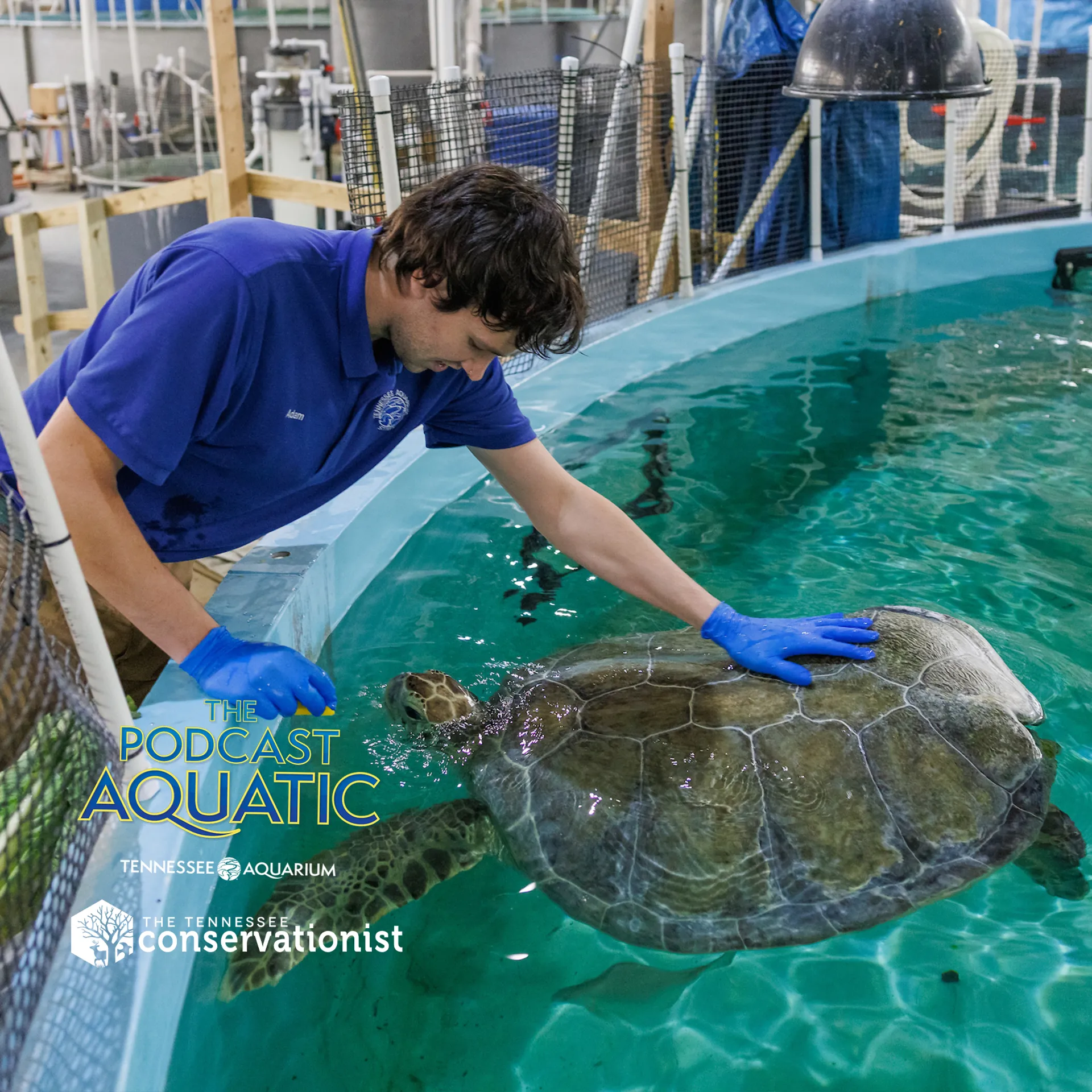 Podcast: "A Quick Drop-in with Oscar the Sea Turtle"
