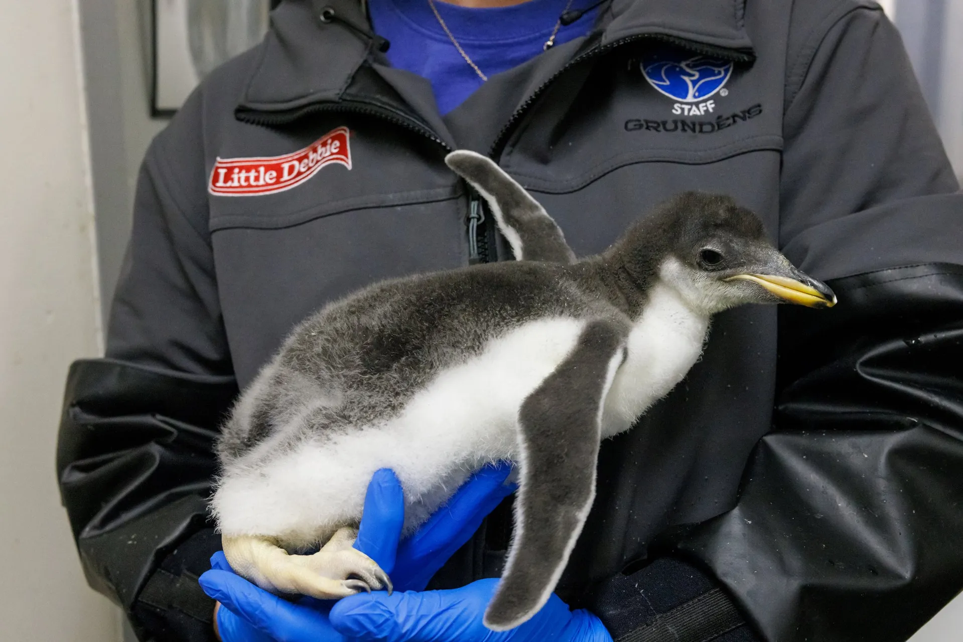 An animal care specialist at the Tennessee Aquarium holds a 19-day-old Gentoo Penguin chick. Gentoo Penguins grow exceptionally quickly, reaching their adult size just 70 days after hatching.