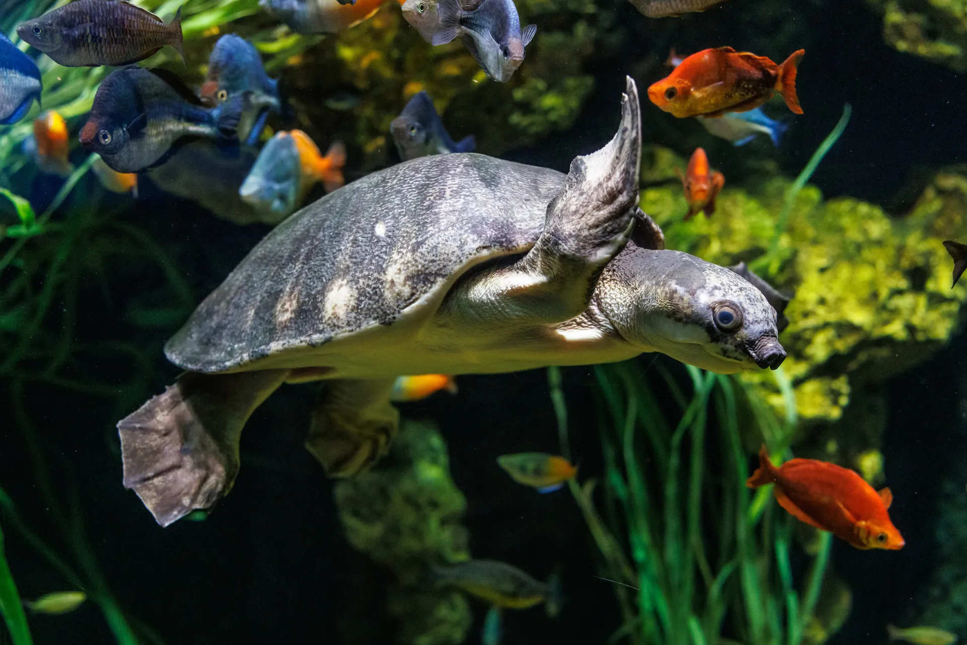 Pig-nosed turtle at the TN Aquarium