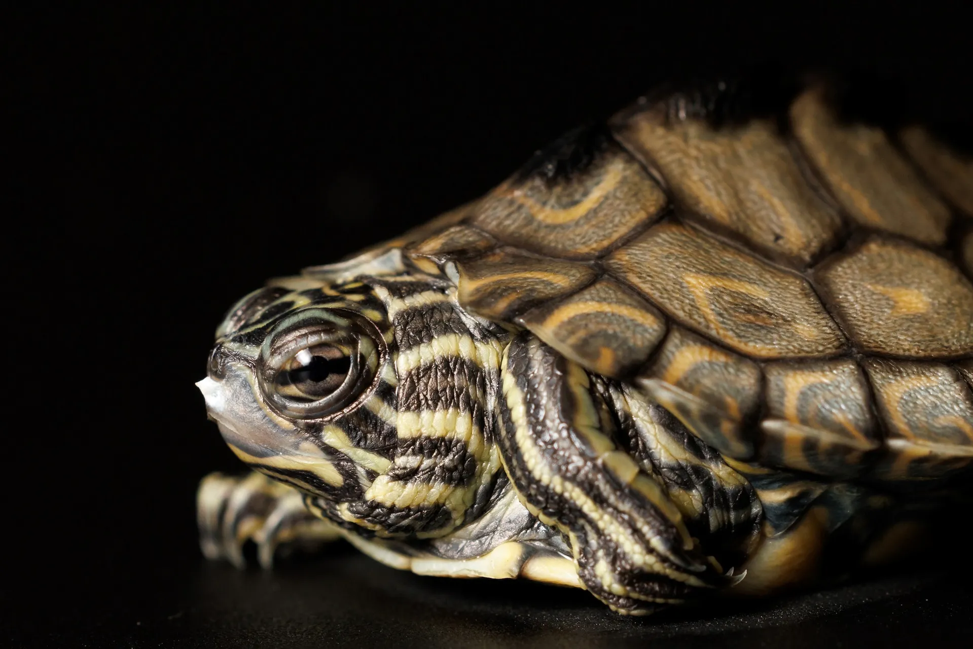 A baby Ringed Map Turtle at the Tennessee Aquarium. This endangered North American hatchling is the first of its species to hatch at the Aquarium since 1998.