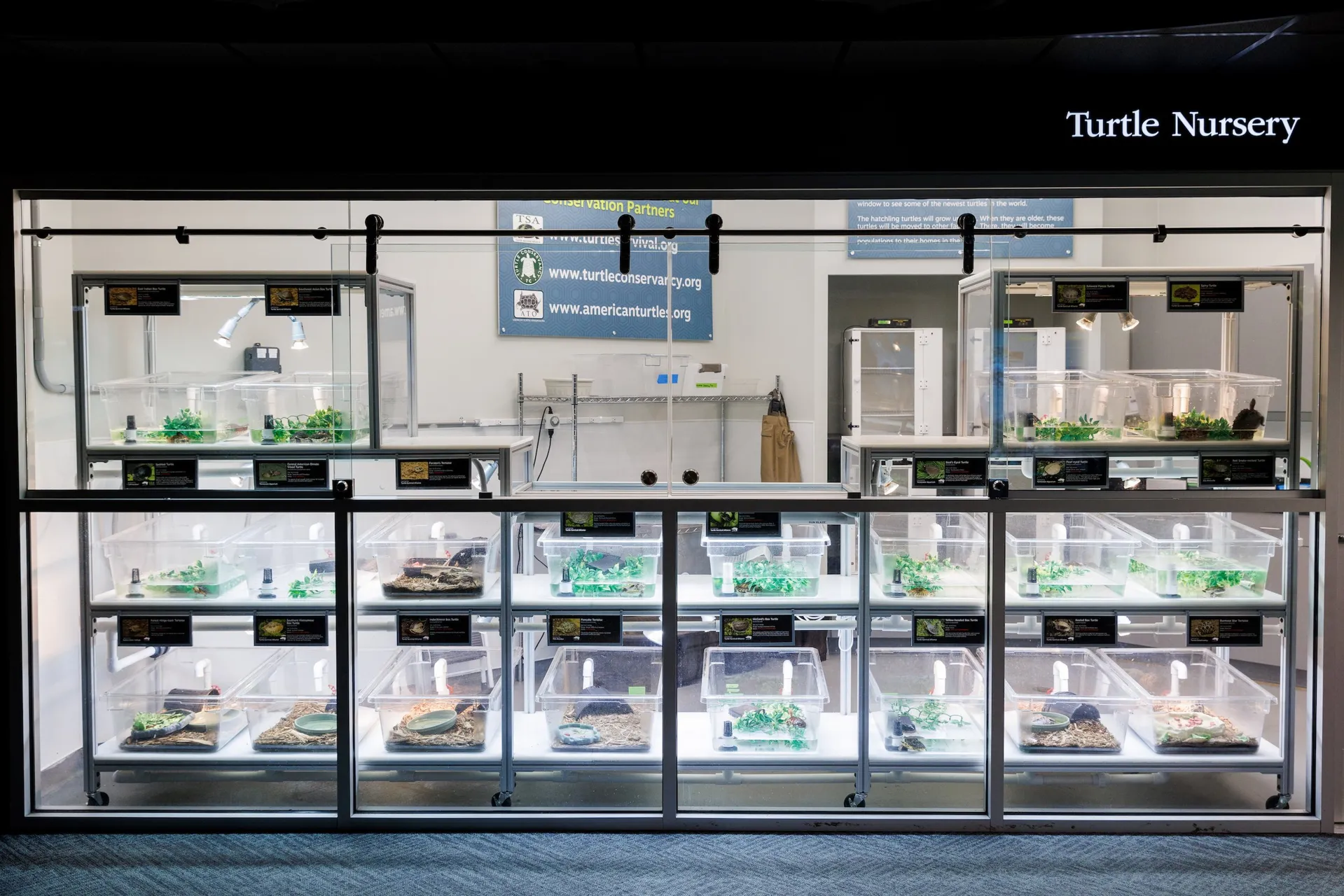 In the Turtle Nursery at the Tennessee Aquarium, guests can see species from all over the world, including many that hatched in the River Journey building. Since 1992, the Aquarium has hatched more than 1,100 turtles representing more than 50 species.