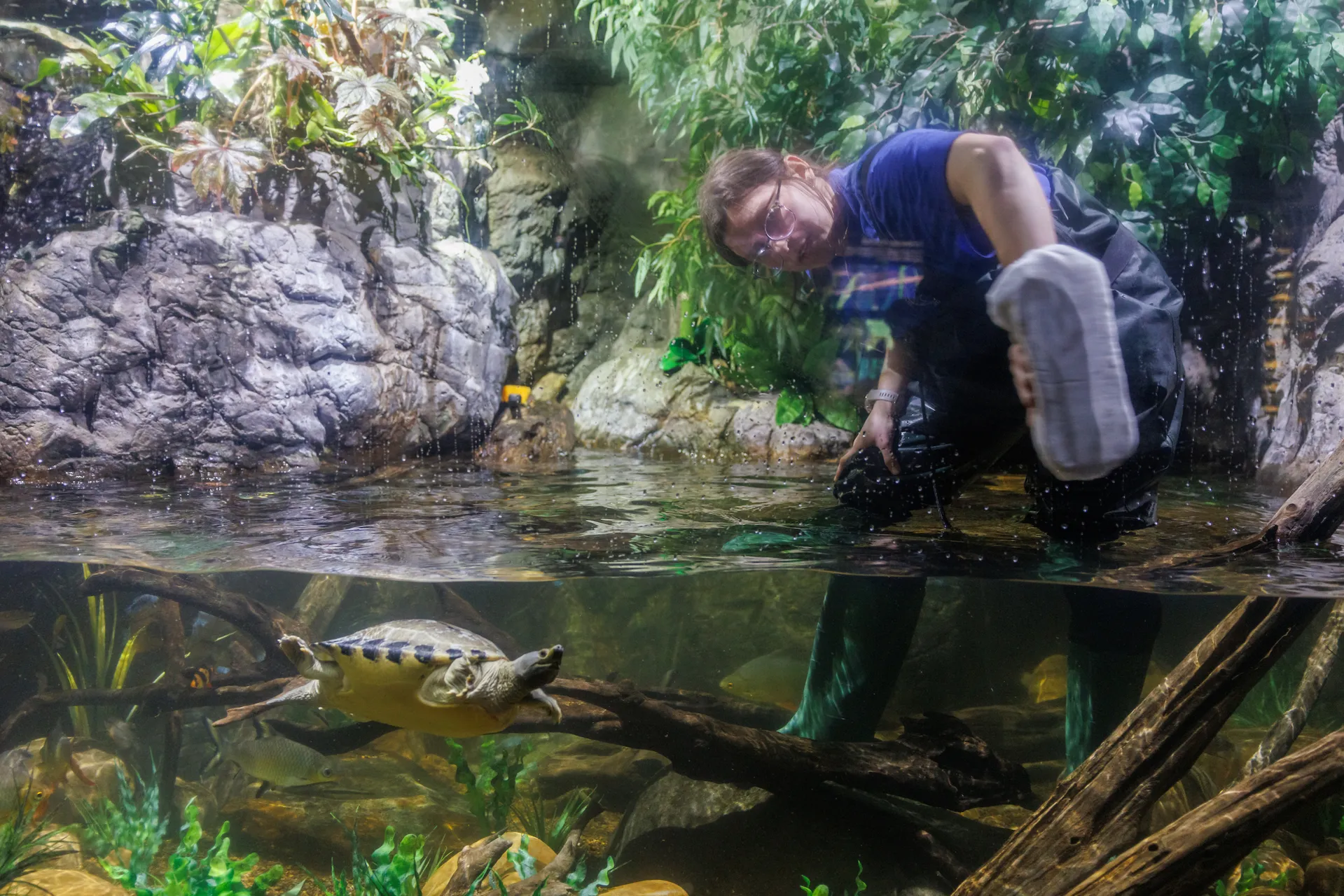 Husbandry volunteer Reagan Madden scrubs a window in the Kapuas River exhibit.
