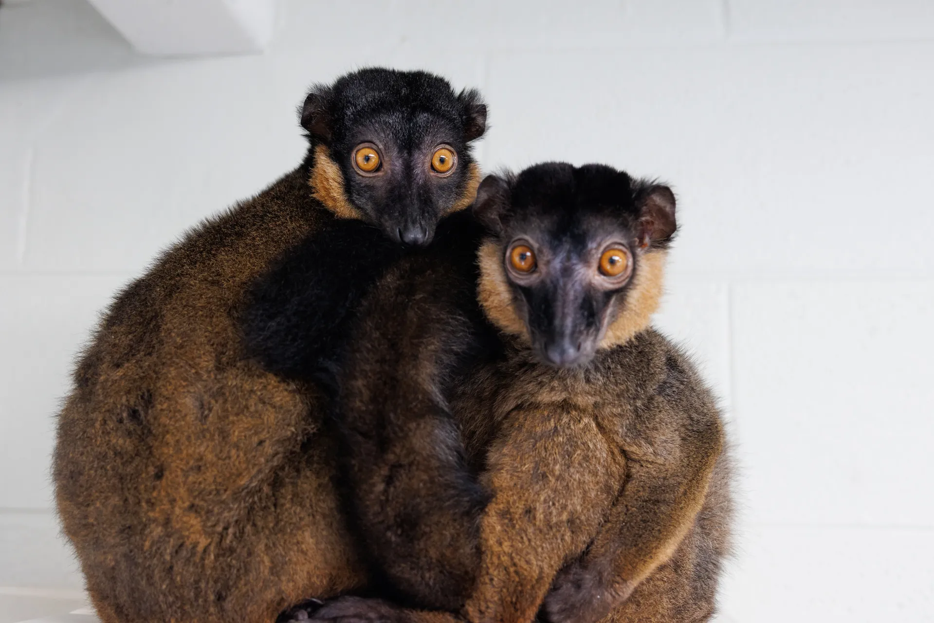Kintana, left, and John the Red-collared Brown Lemurs ball together in an off-exhibit space at the Tennessee Aquarium.