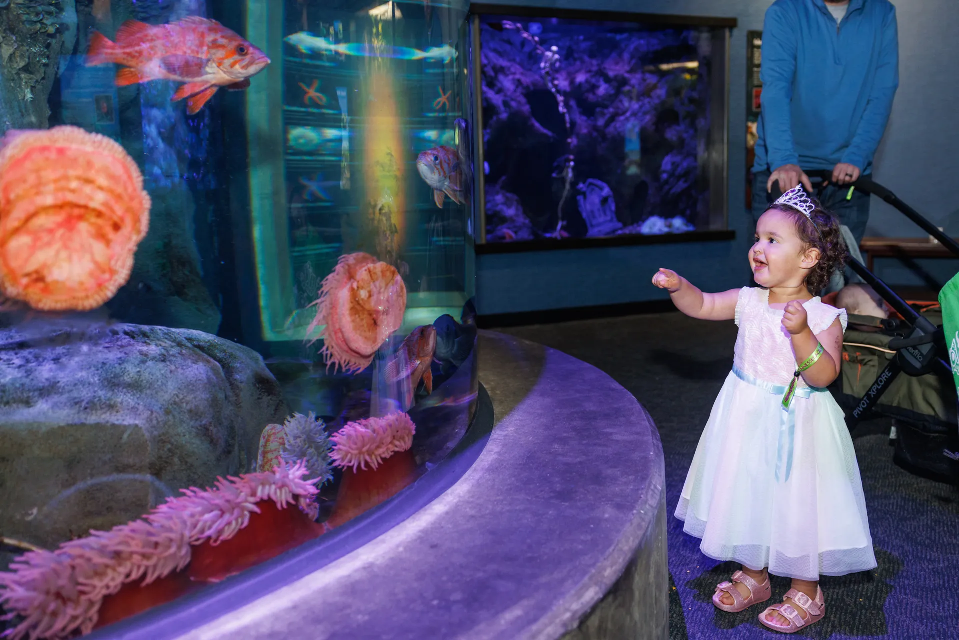 Aquascarium at the Tennessee Aquarium.