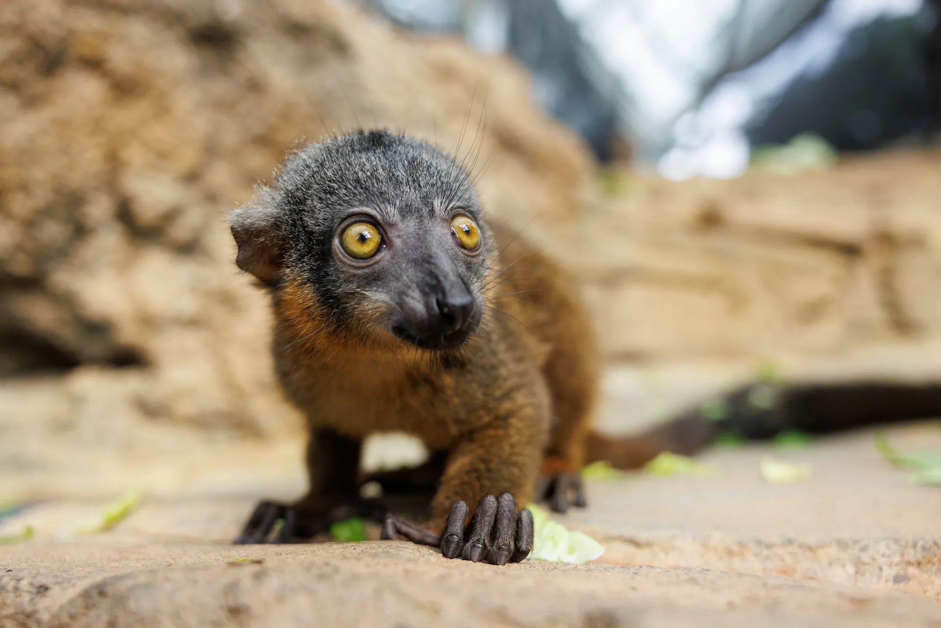 Soleil the Tennessee Aquarium's baby Red-collared Brown Lemur.
