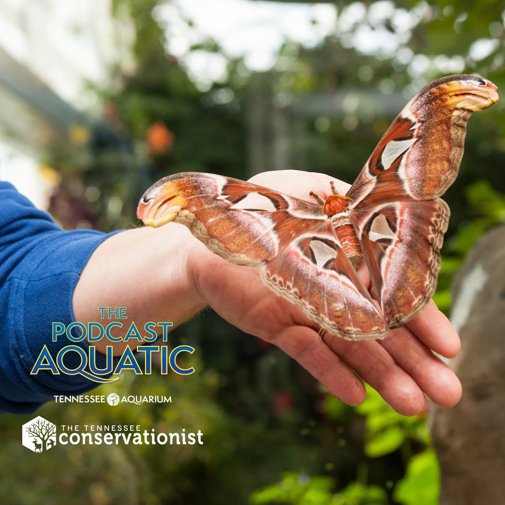 Podcast: "Grand Moth Talkin'"