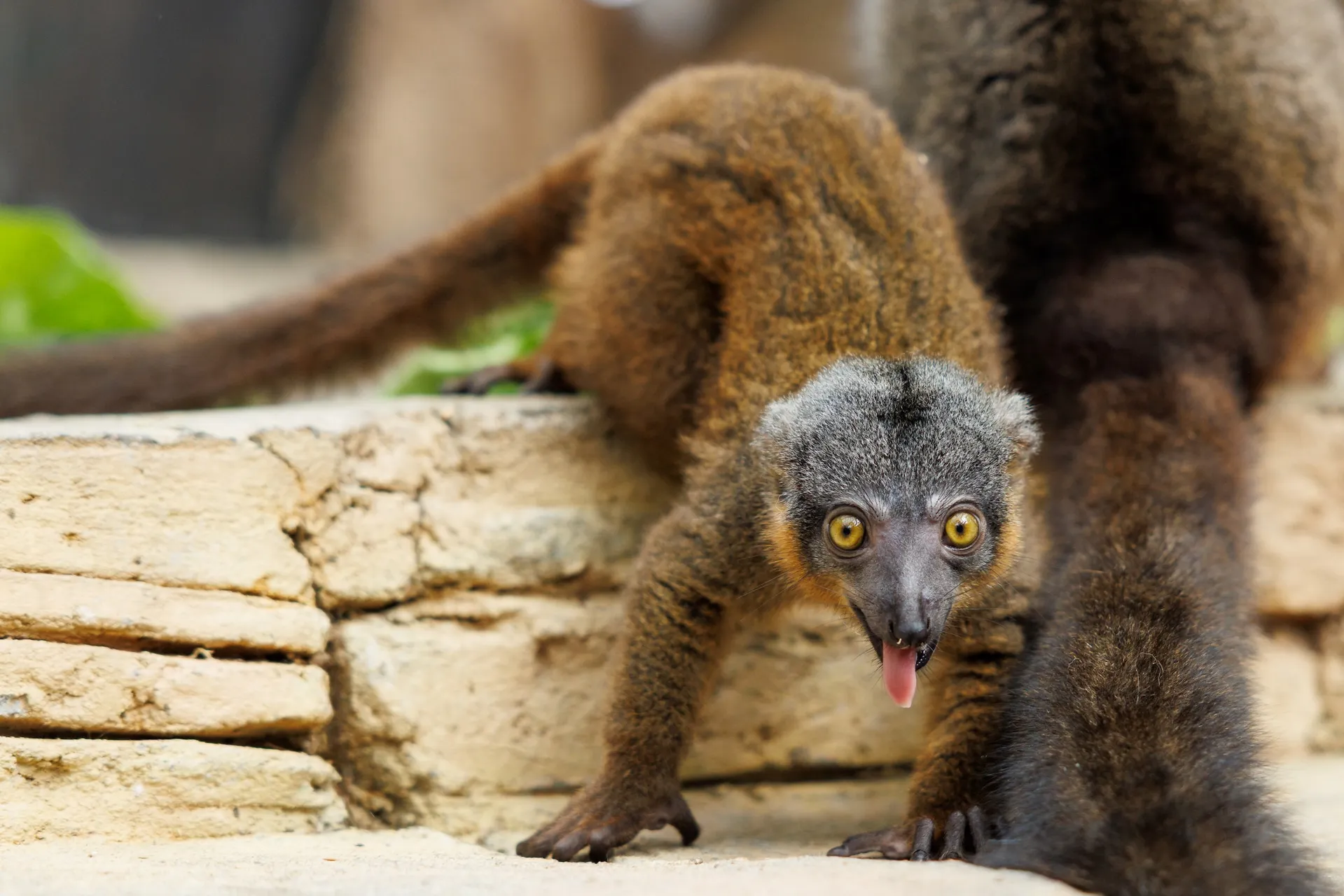 Soleil, the first lemur born at the Tennessee Aquarium, is full of energy as she explores the Lemur Forest exhibit in the Ocean Journey building.