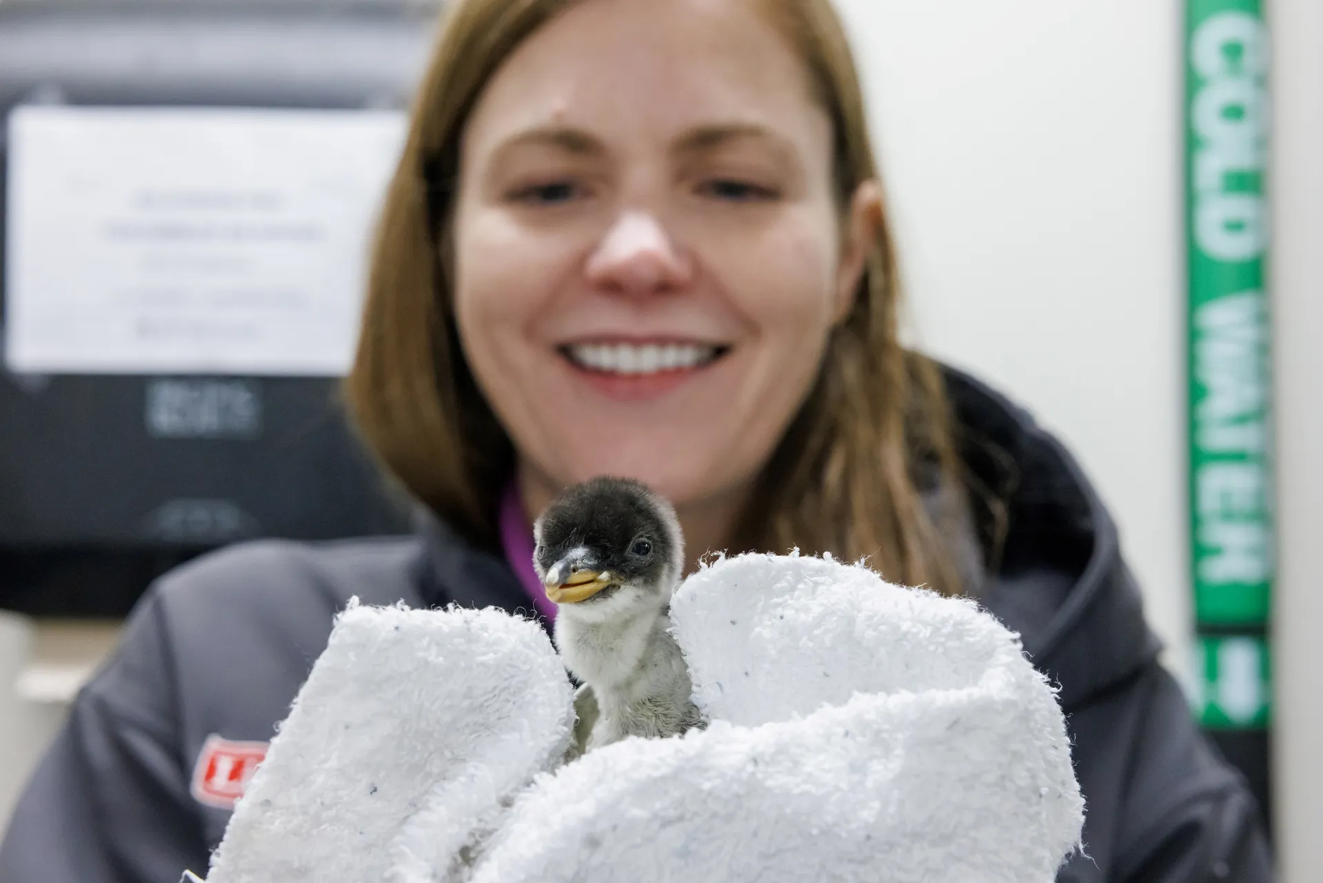 Tennessee Aquarium Conservation Veterinarian Dr. Leah Owens holds a recently hatched Gentoo Penguin during the first of its regular tri-weekly checkups. At one day old, the chick weighed 101 grams, about 3.5 ounces. A month later, it had increased in size by more than 2,700% to more than 2.7 kilograms (about 6 pounds).