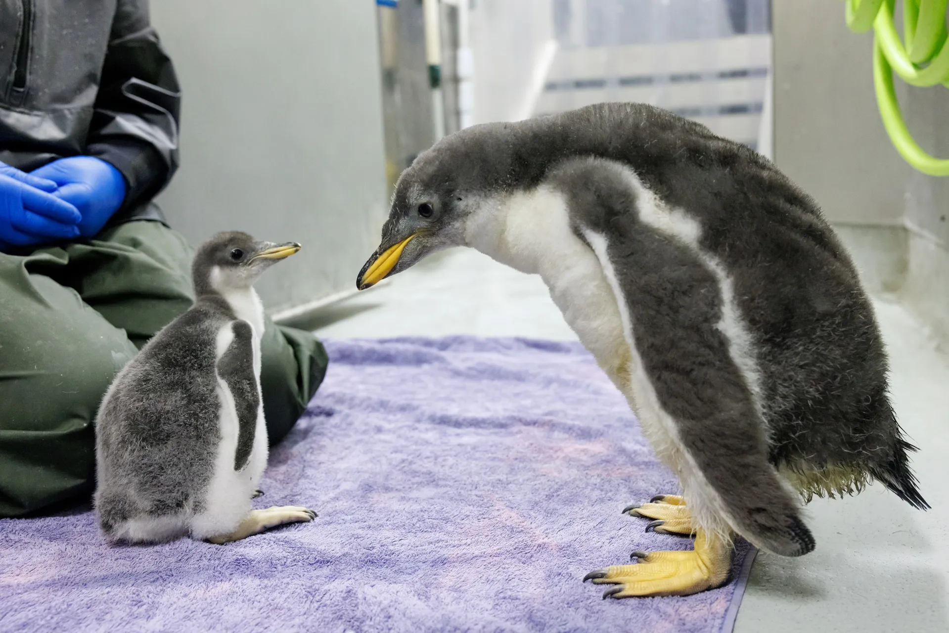 Two recently hatched Gentoo Penguin chicks size each other up at the Tennessee Aquarium. Penguins grow incredibly quickly during their first weeks of life. Despite the size difference, the larger, older chick, right, is only 22 days older than the younger chick.