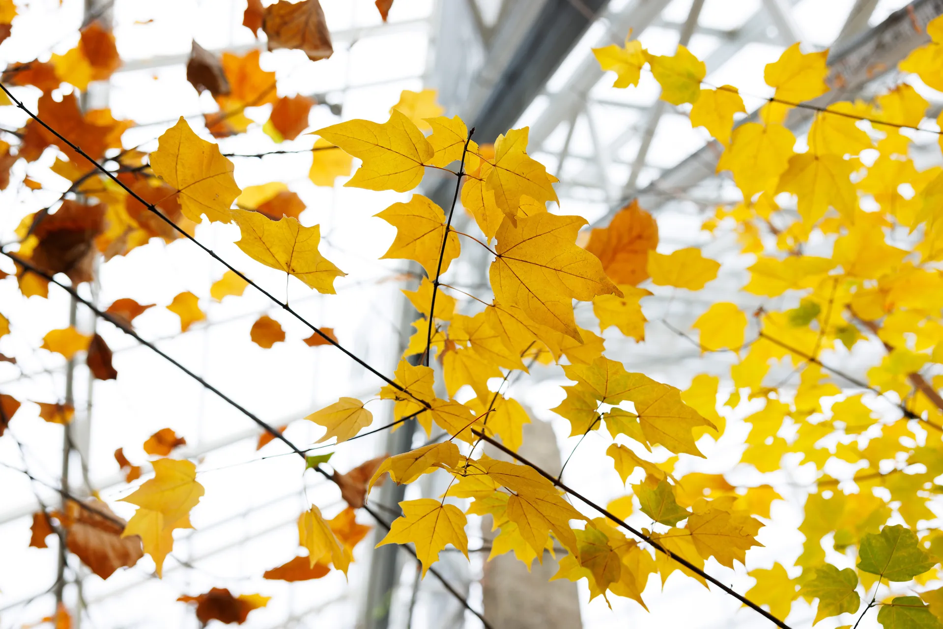 Fall foliage in the appalachian cove forest exhibit at the tn aquarium