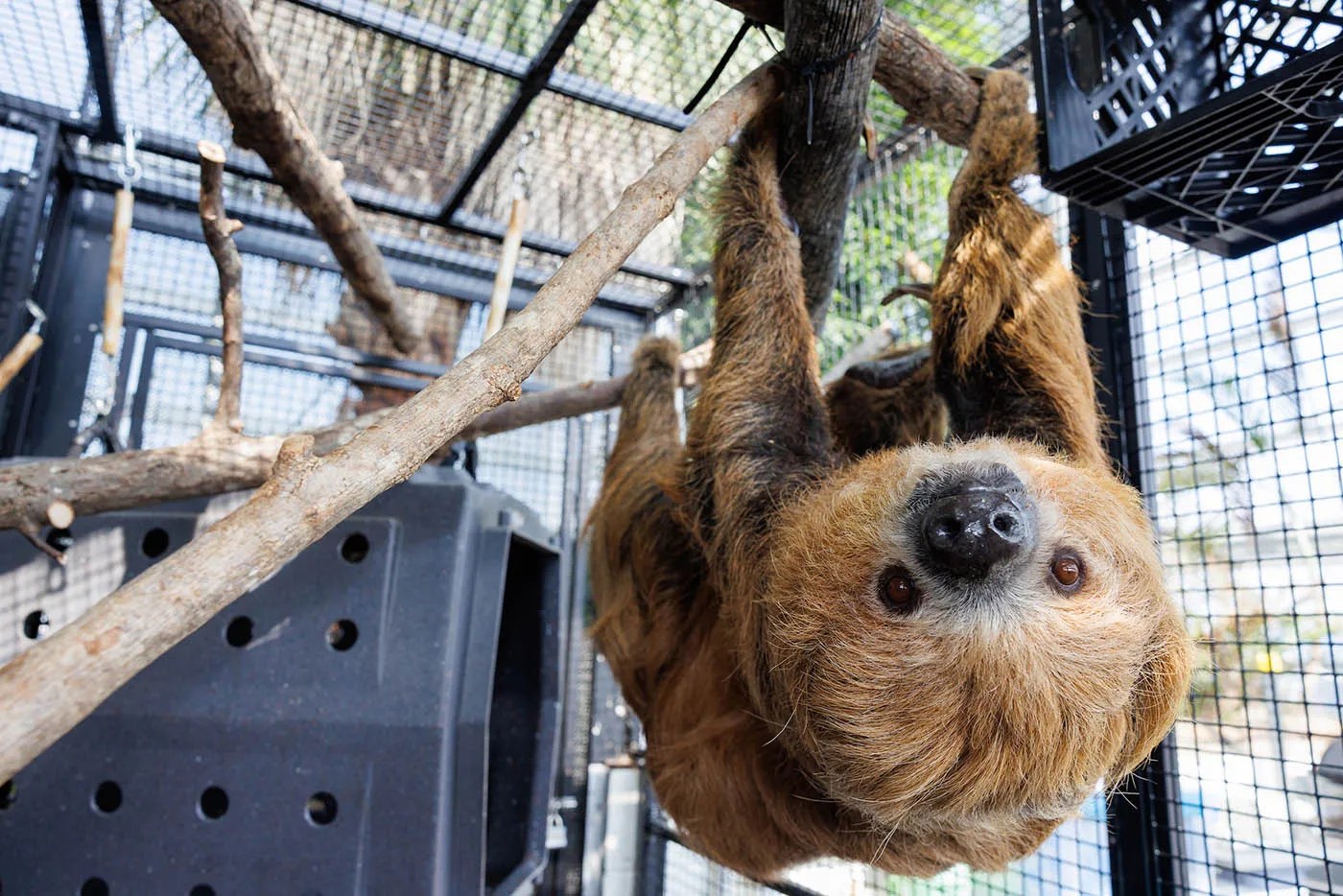 Curly, a Linnaeus’s Two-toed Sloth, “hangs out” in the Tennessee Aquarium’s Tropical Cove gallery.
