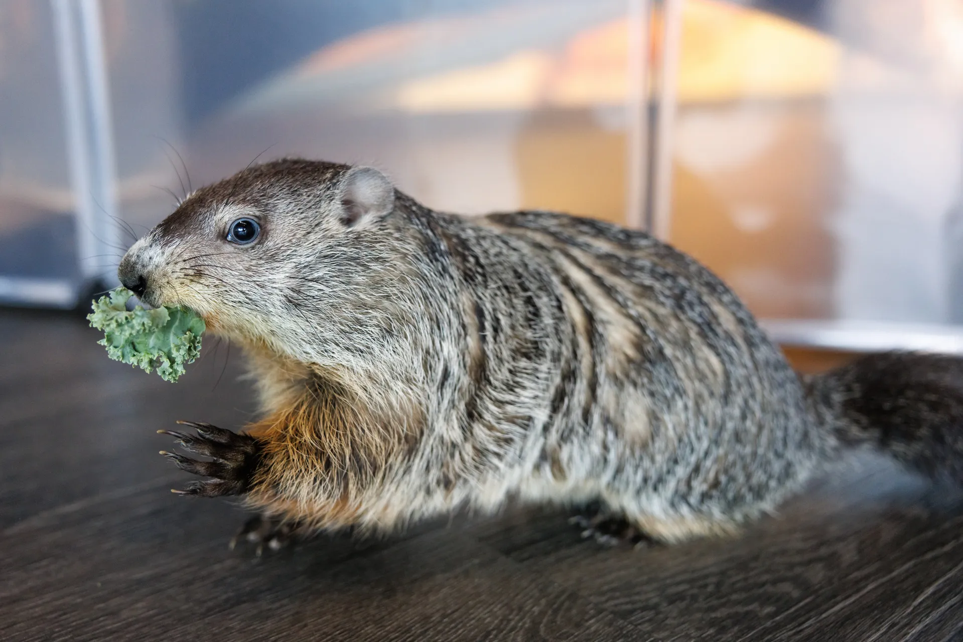 a grey and brown groundhog eats a piece of kale