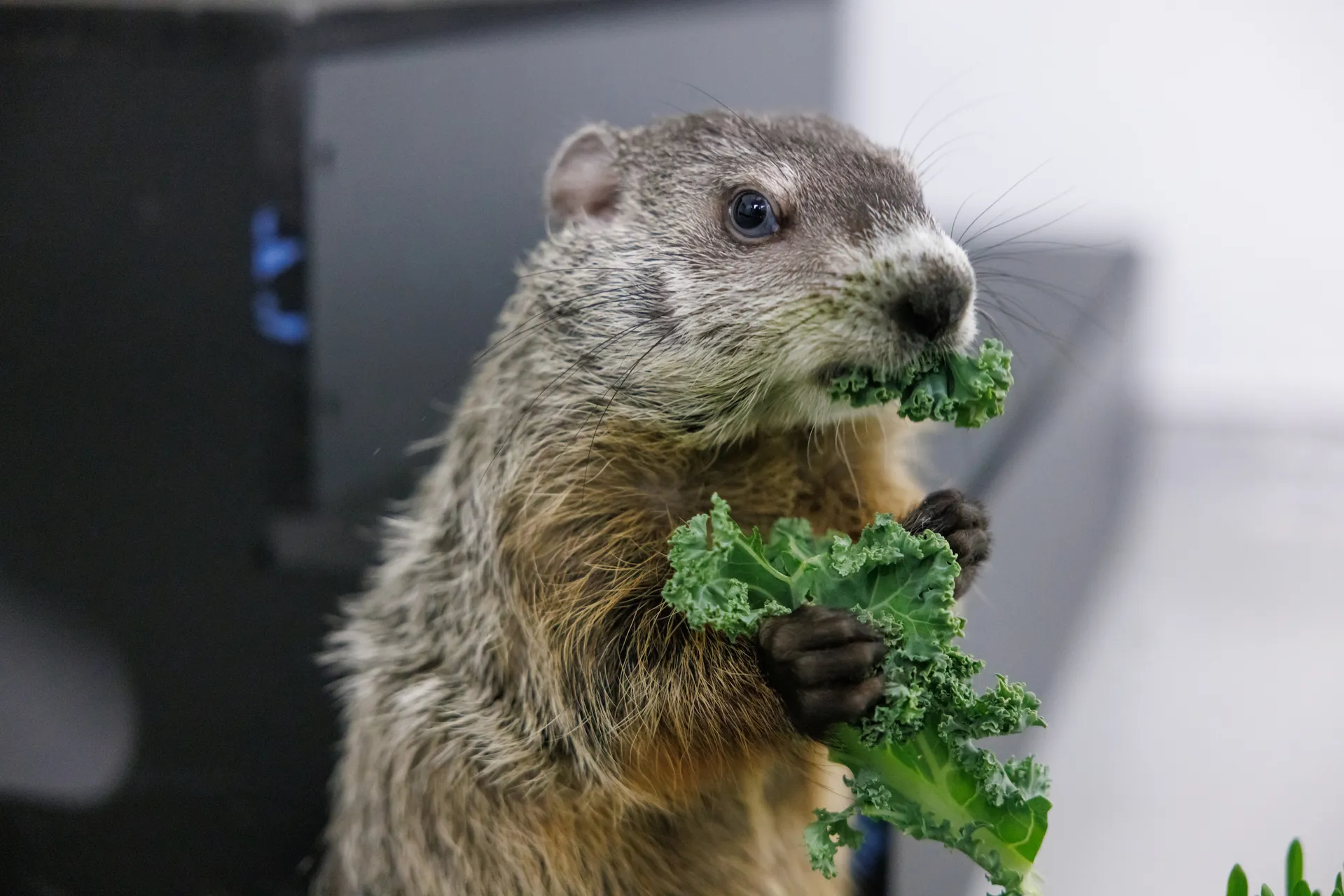 a groundhog eats a large green piece of kale