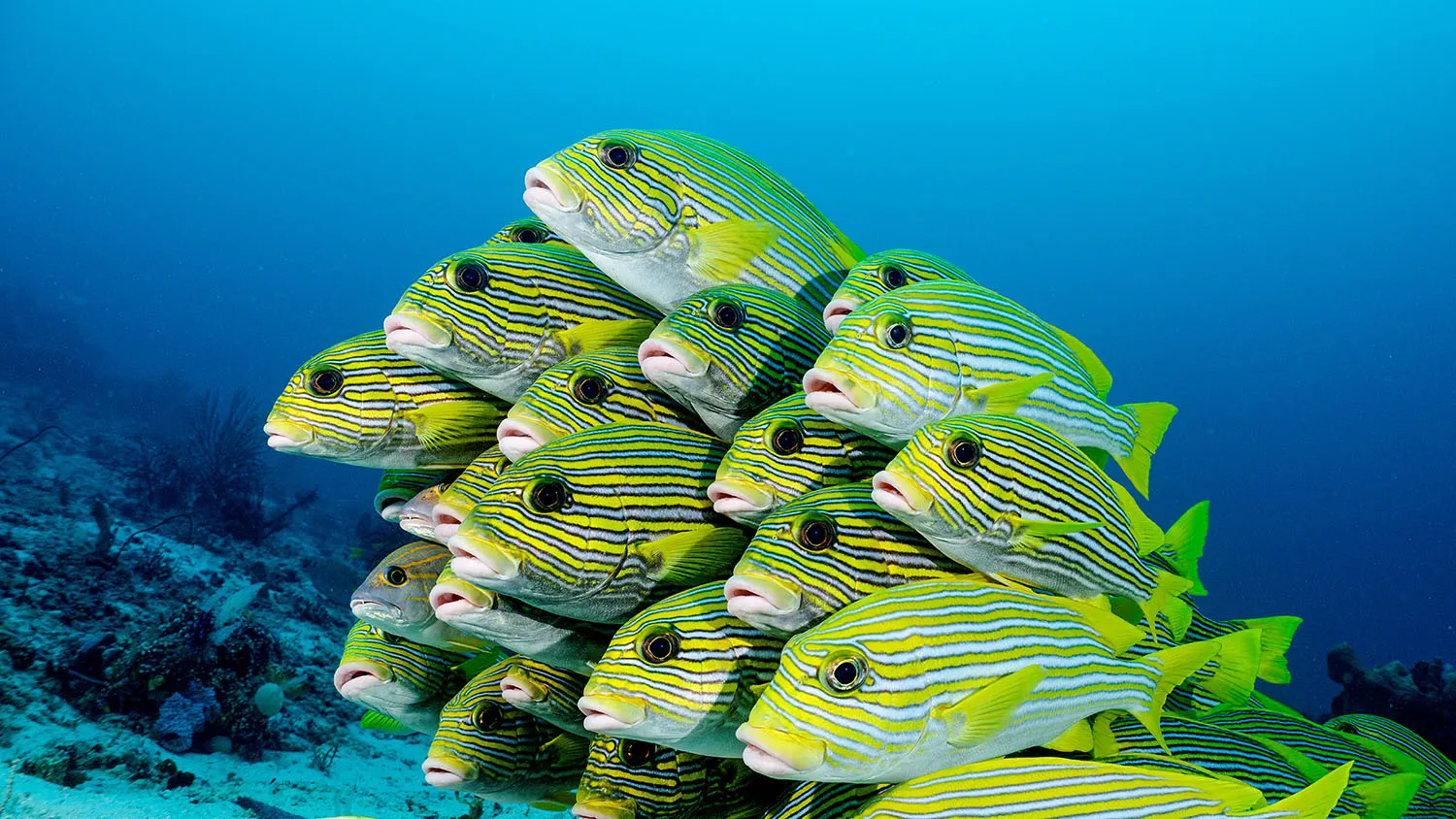 A snap of a shoal of Snappers taken in Raja Ampat, Indonesia, seen in Ocean Dreams (Credit: SK Films)