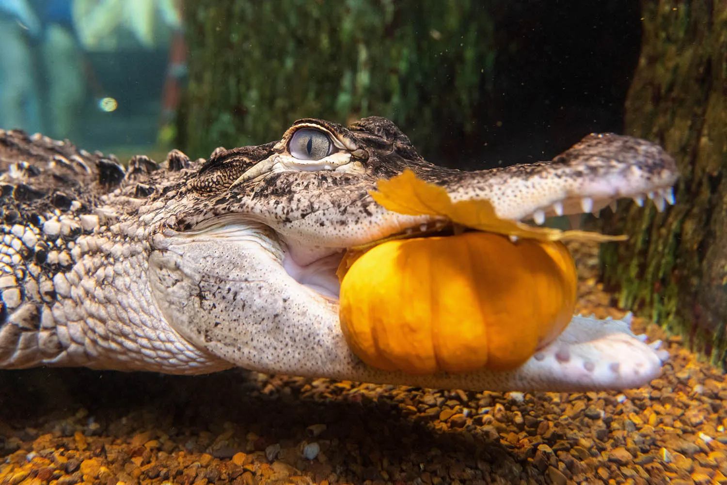 An American Alligator holds a pumpkin offered as enrichment in the Tennessee Aquarium’s Delta Country gallery during ODDtober. (Credit: Tennessee Aquarium)