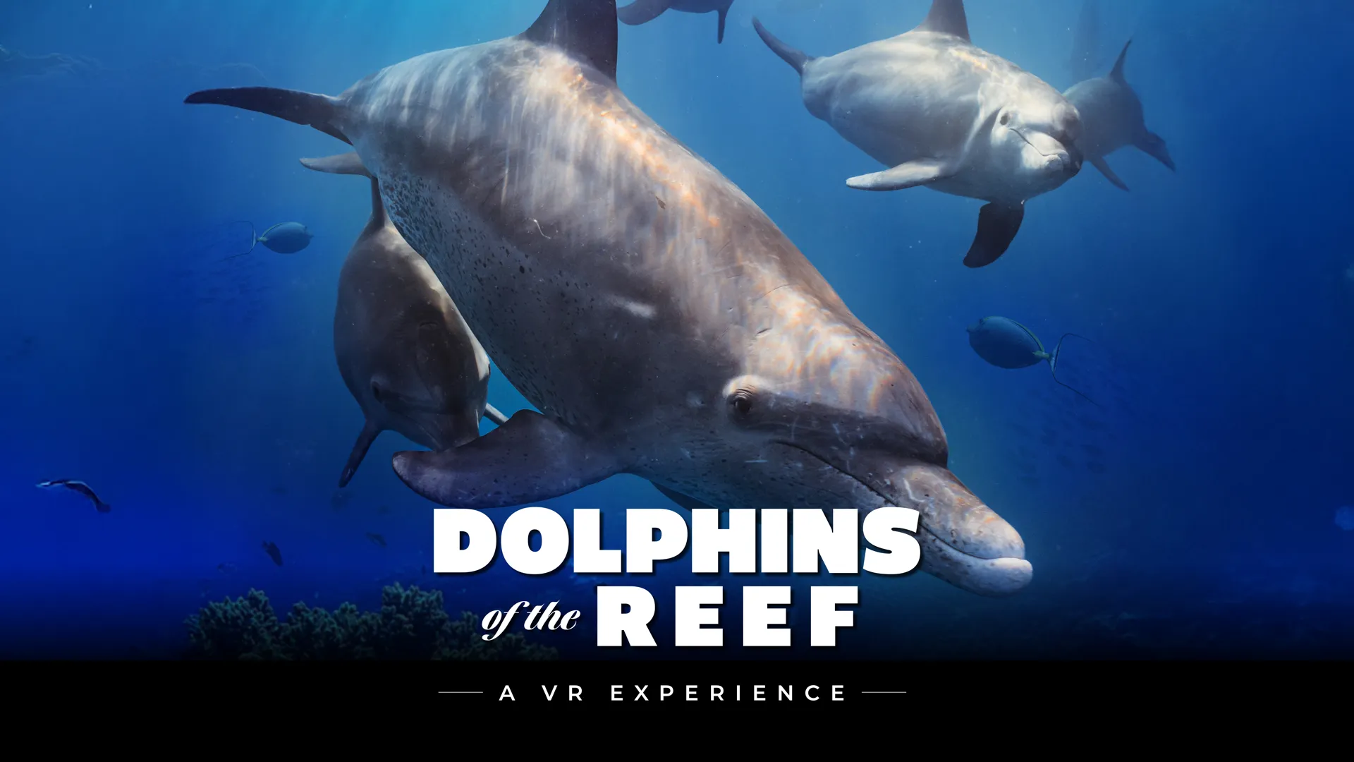 promotional graphic for Dolphins of the Reef VR experience