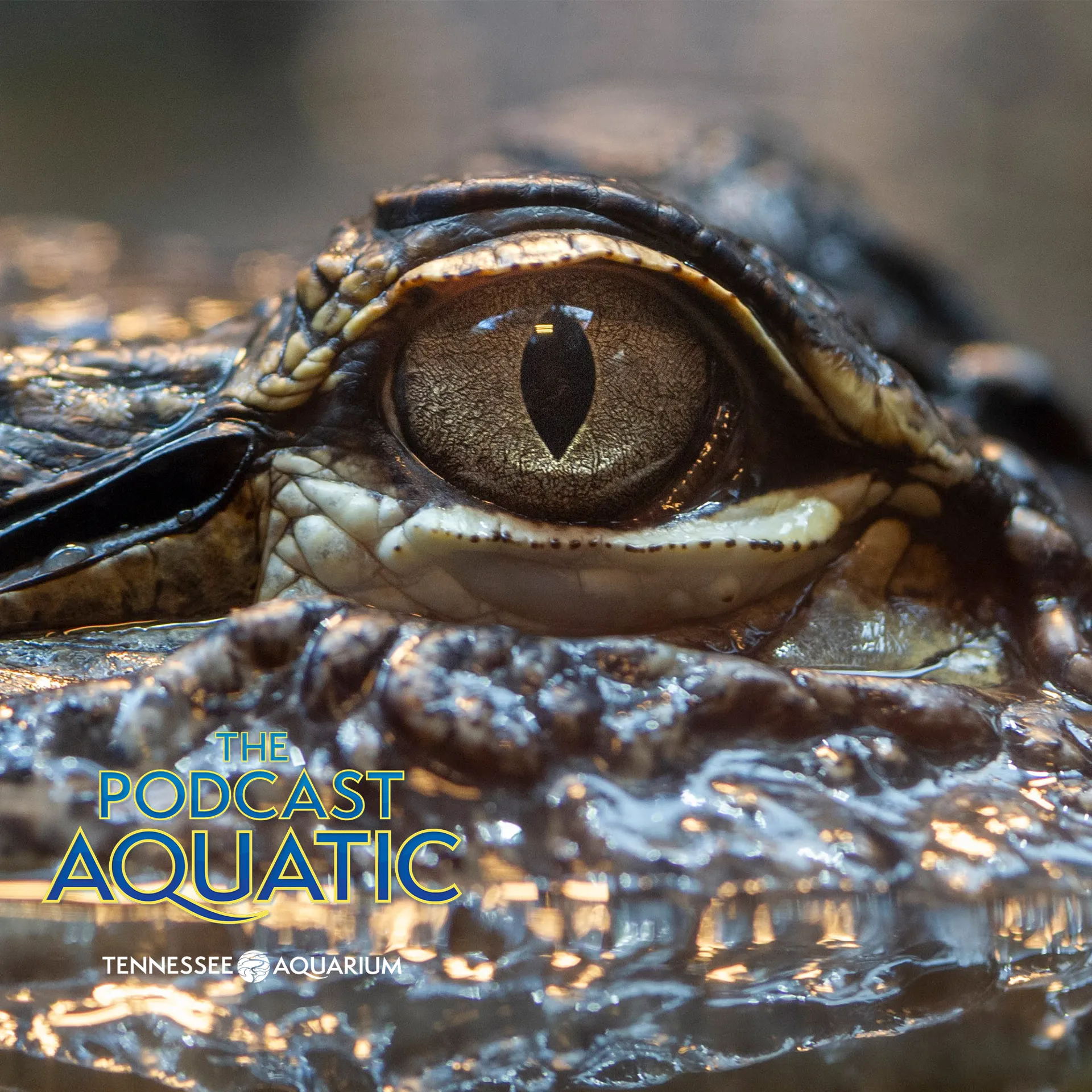 Podcast: "Tales from the CROC POD!"
