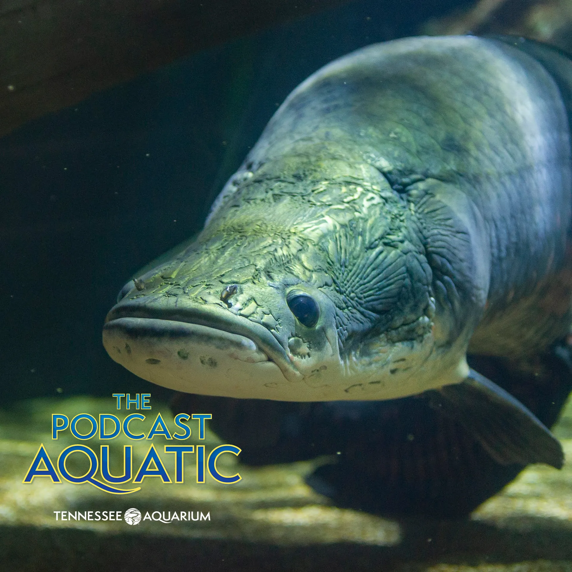 Podcast: "Telling BIG Fish Stories"