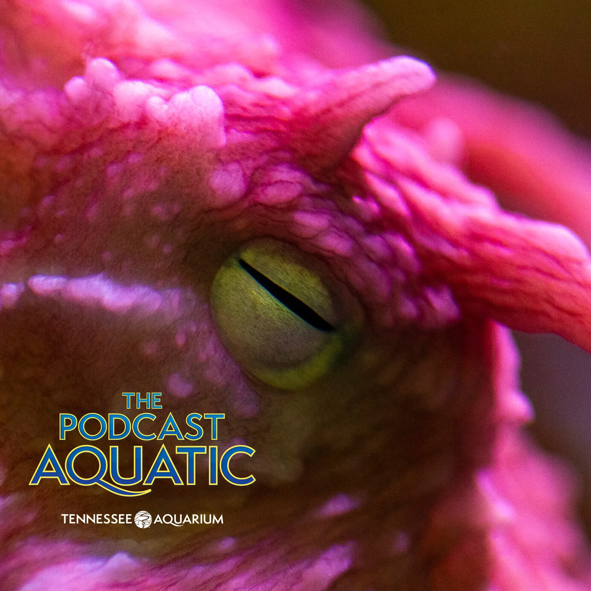 Close up image of a giant pacific octopus's eye with the podcast aquatic & tennessee aquarium logo